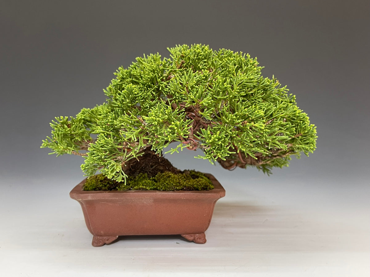 盆栽・真柏 Bonsai Juniper – bonsailife686868