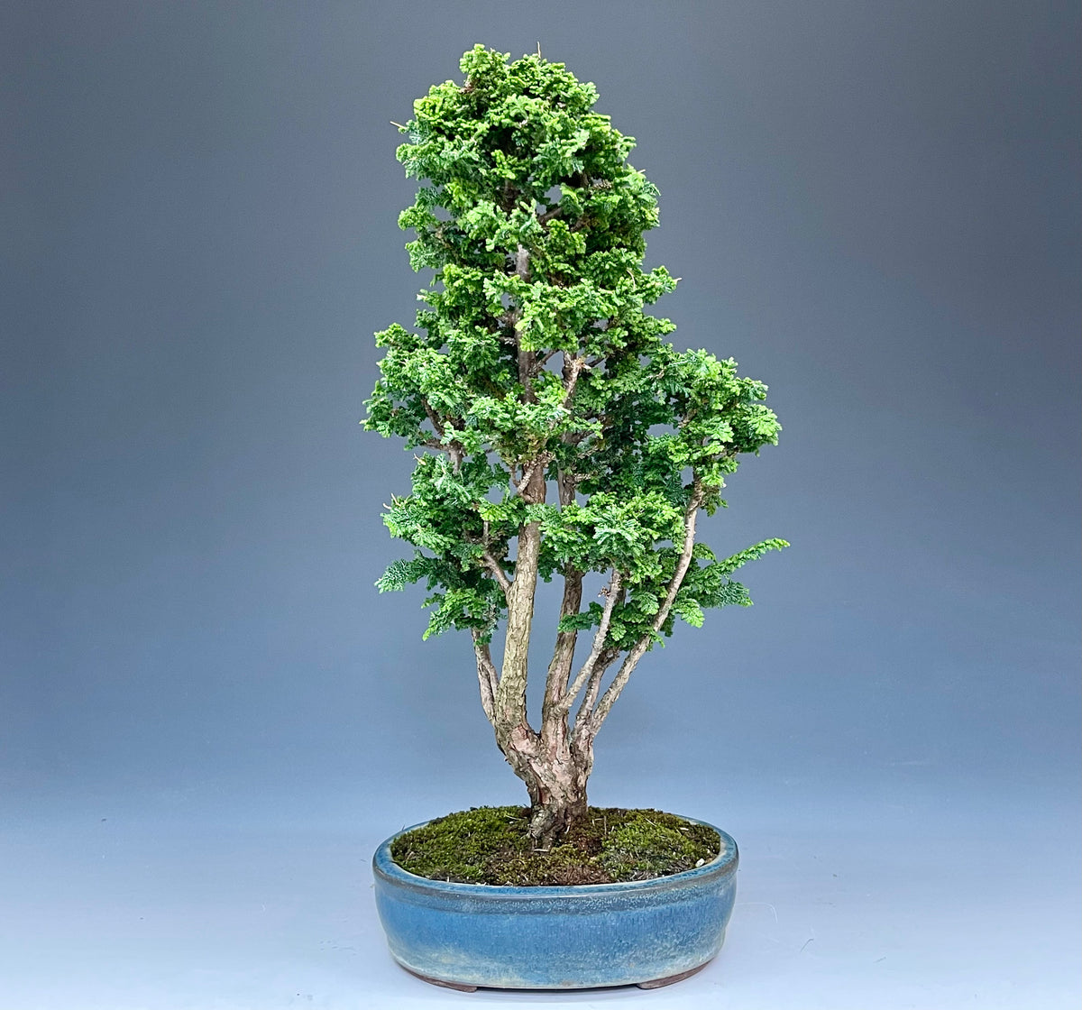 盆栽・石化檜 Bonsai Japanese Cypress・Sekahinoki – bonsailife686868