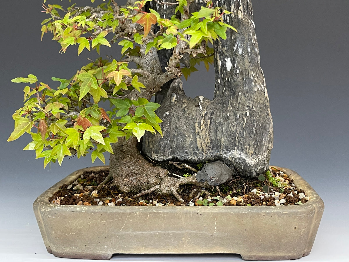 楓 石附 – bonsailife686868