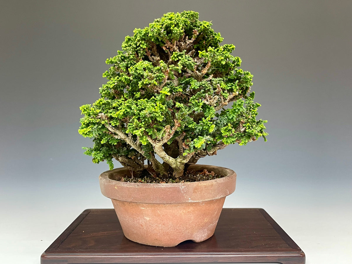 石化檜 石化檜 – bonsailife686868