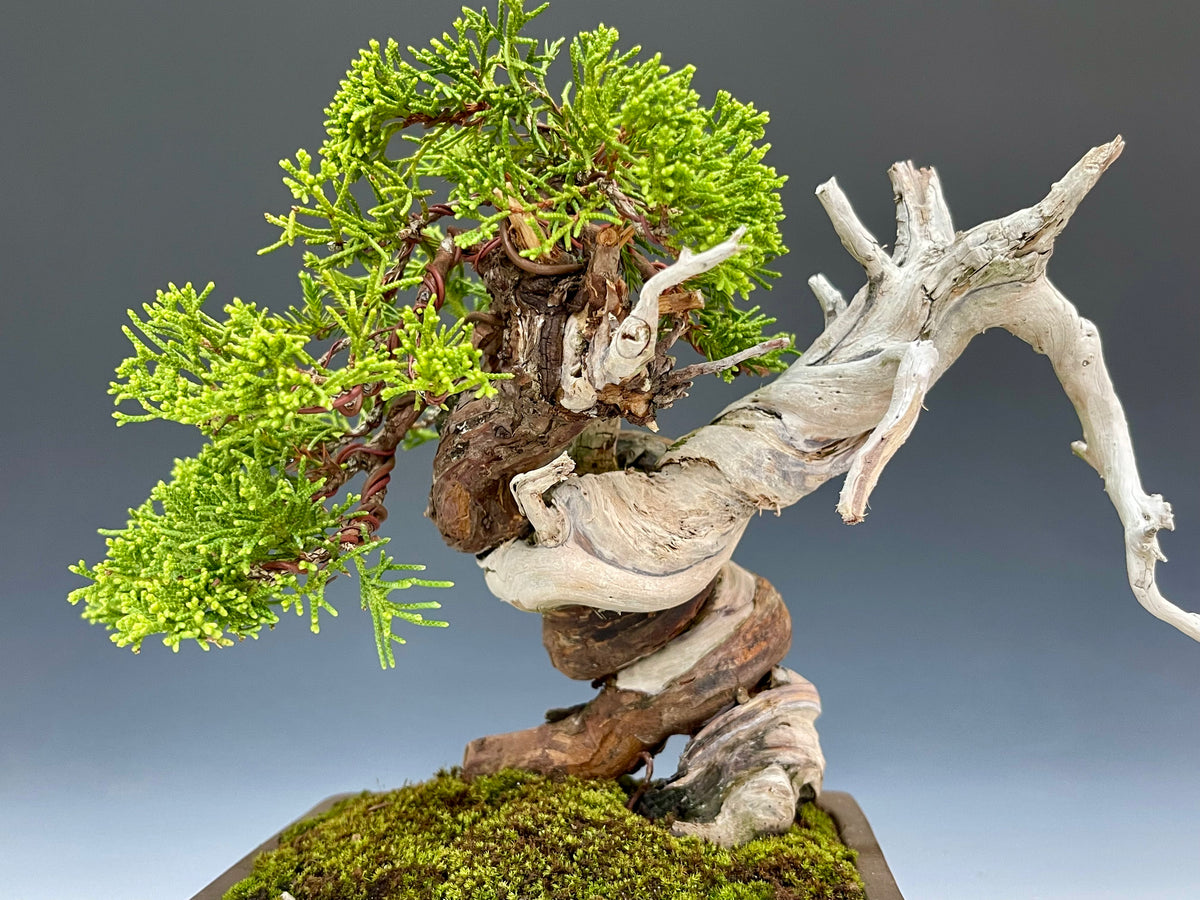 【大品 　一位盆栽】真柏　　　　　　ブルドッグ様、専用❗ 真柏 | クラフト盆栽美術館 Artcraft Bonsai