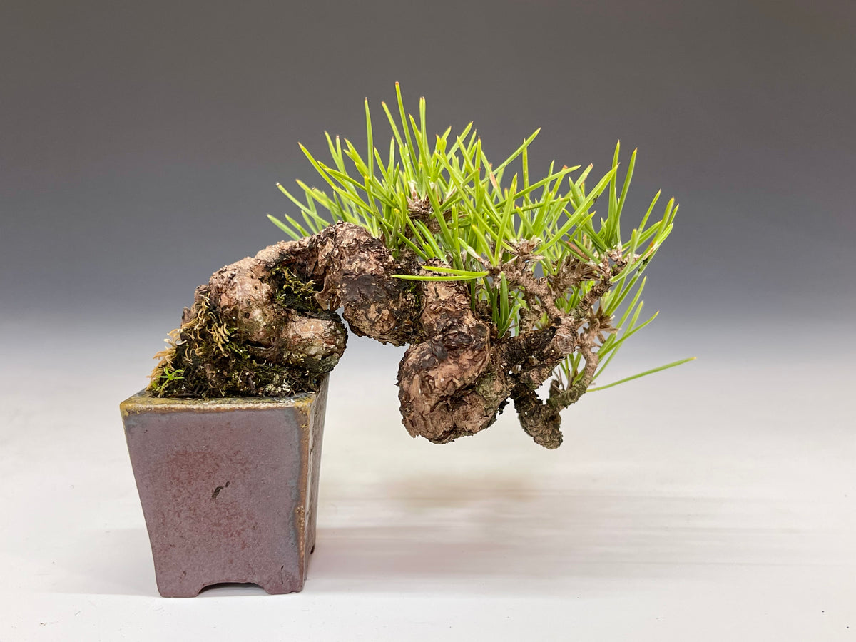 黒松盆栽 bonsaiukiyoe | 黒松 針金掛け 来年は芽切りします！ #黒松 #盆栽