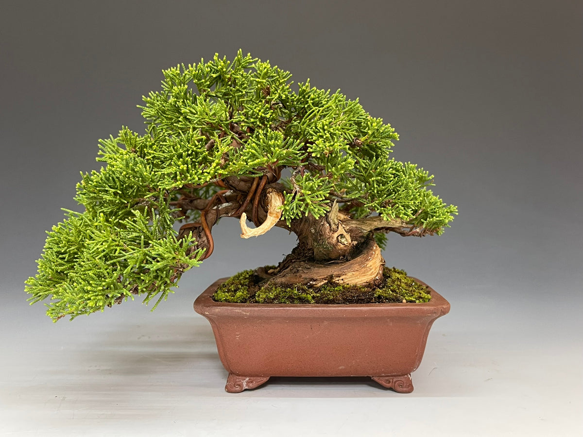 【真柏　盆栽】001 真柏 #盆栽 #bonsai #真柏
