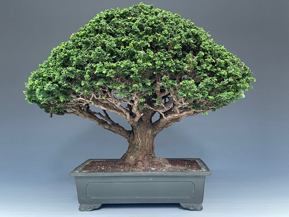 梵*丸様 石化檜 石化檜 – bonsailife686868