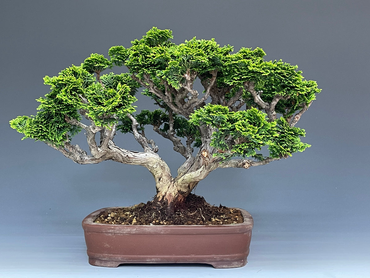 A*I様 連山檜　鉢かっこいいです F7B42E75-D36D-4B4B-AA0B-