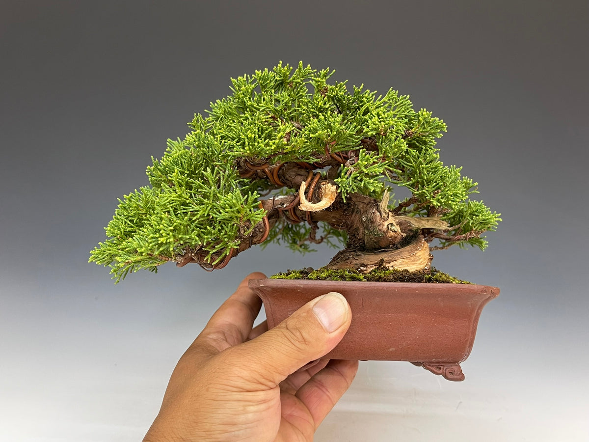 盆栽・真柏 Bonsai Juniper – bonsailife686868