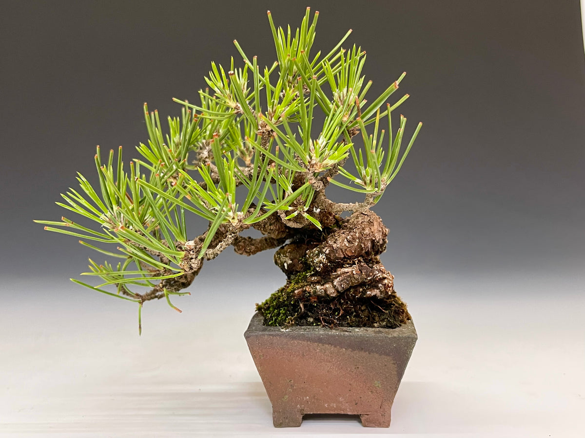黒松盆栽 盆栽・黒松 Bonsai Blackpine – bonsailife686868
