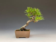 画像をギャラリービューアに読み込む, 盆栽・黒松　　Bonsai Blackpine
