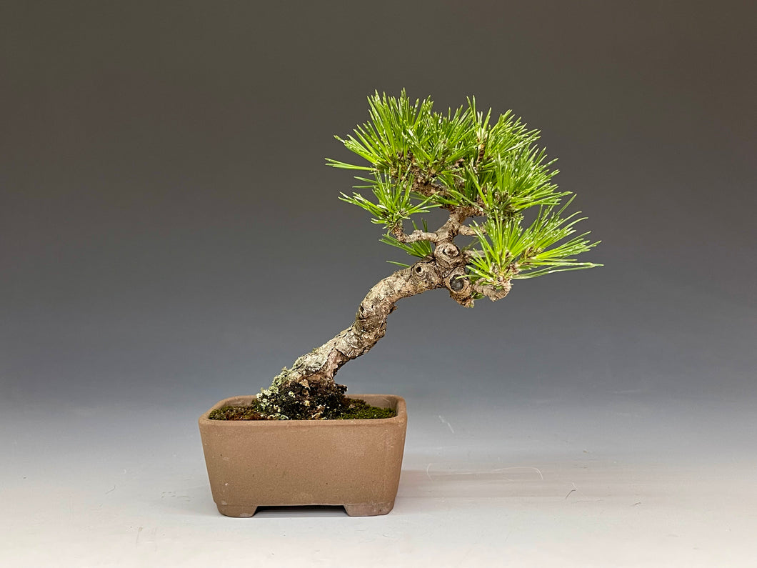 盆栽・黒松　　Bonsai Blackpine