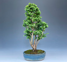 画像をギャラリービューアに読み込む, 盆栽・石化檜 　Bonsai Japanese Cypress・Sekahinoki
