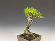 画像をギャラリービューアに読み込む, 盆栽・黒松 　Bonsai Blackpine
