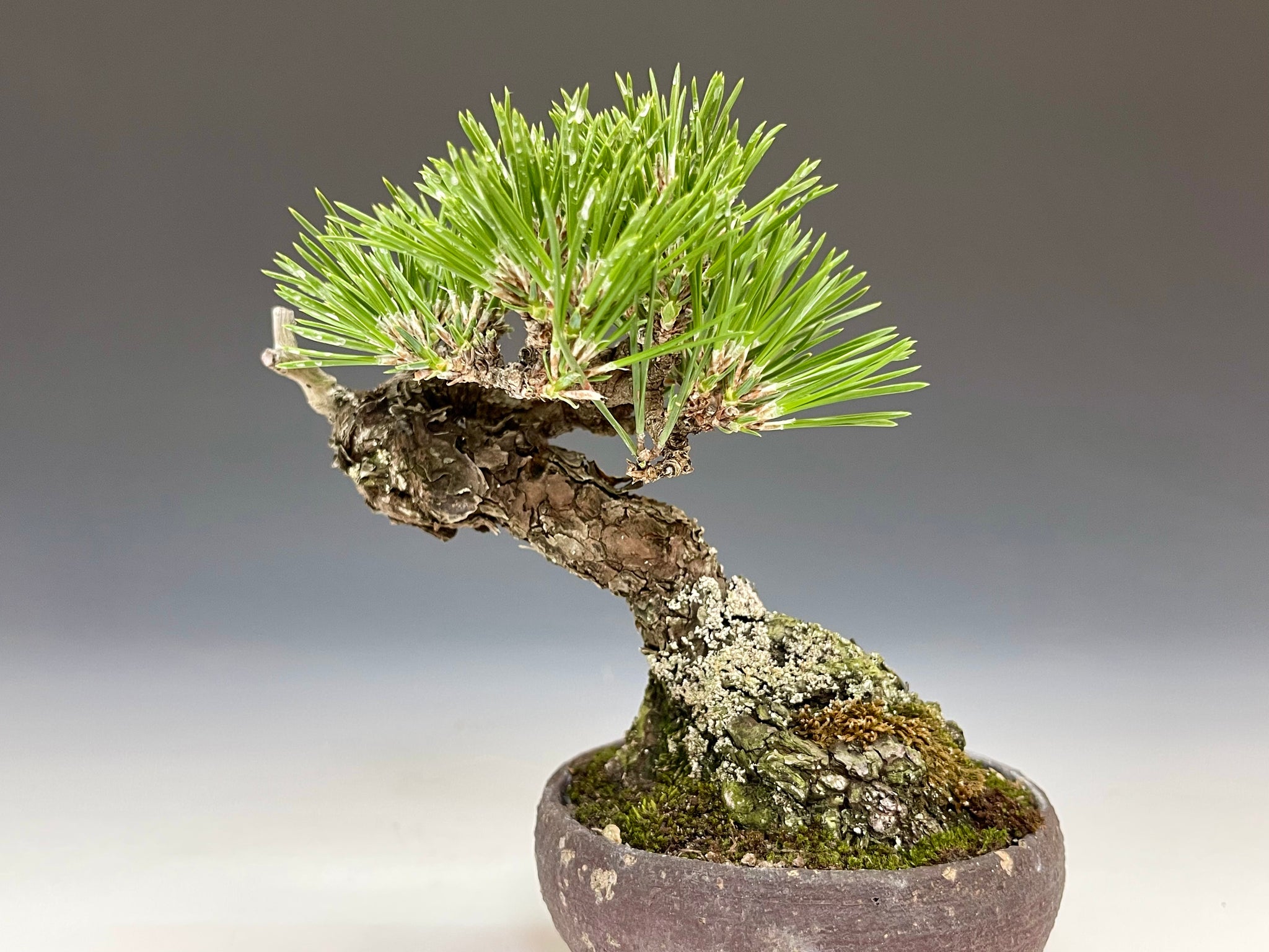盆栽・黒松 Bonsai Blackpine – bonsailife686868