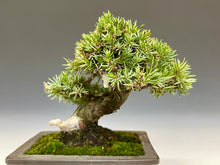 画像をギャラリービューアに読み込む, 盆栽・杜松 　Bonsai Tosho
