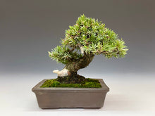 画像をギャラリービューアに読み込む, 盆栽・杜松 　Bonsai Tosho
