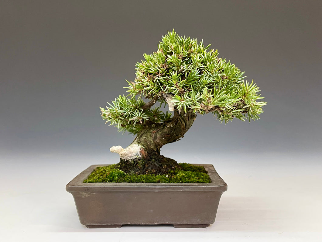 盆栽・杜松 　Bonsai Tosho