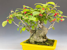 画像をギャラリービューアに読み込む, 盆栽・梅もどき 　Bonsai Ilex serrata・Umemodoki
