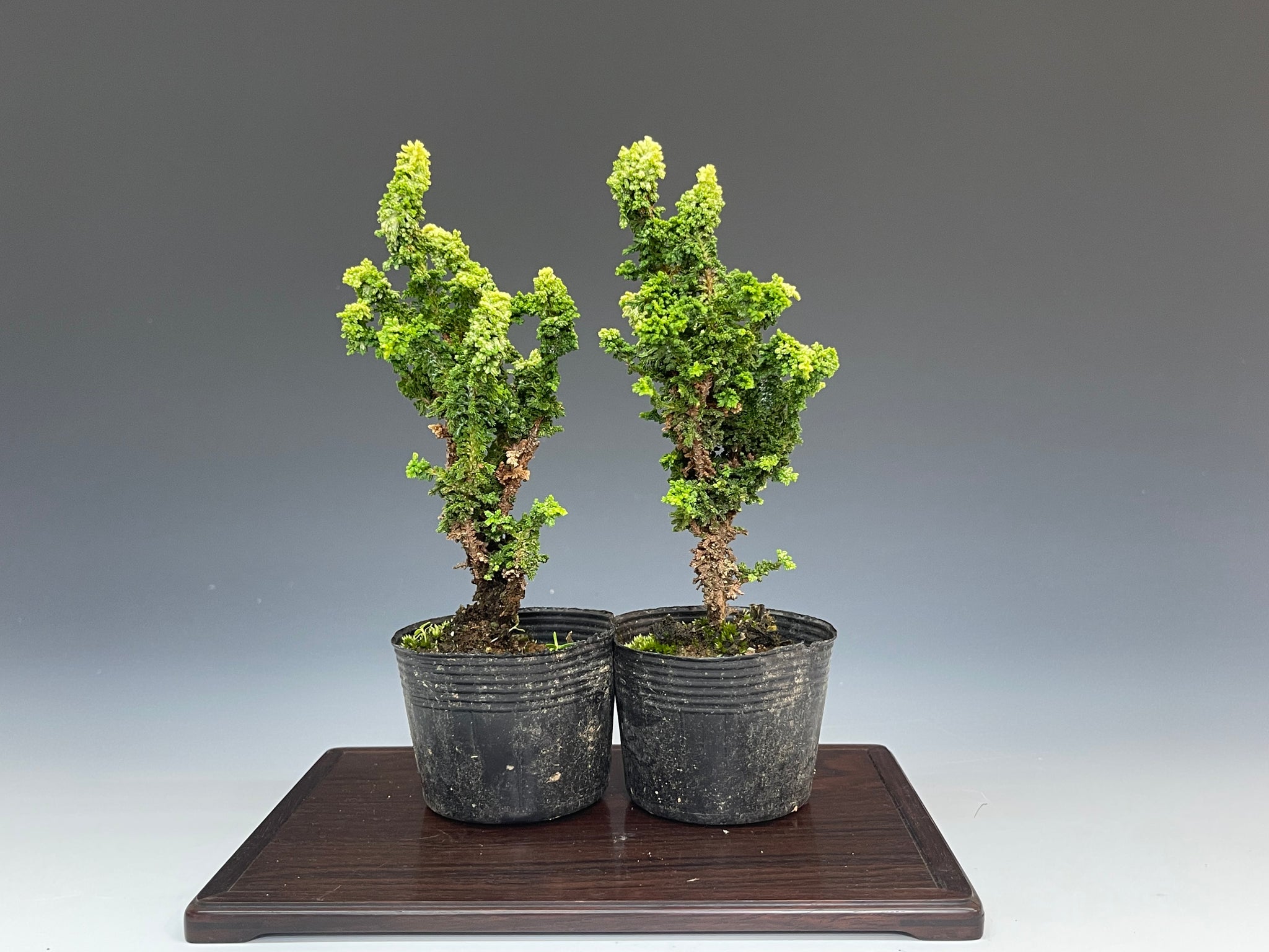 石化檜 （銀芽性） – bonsailife686868