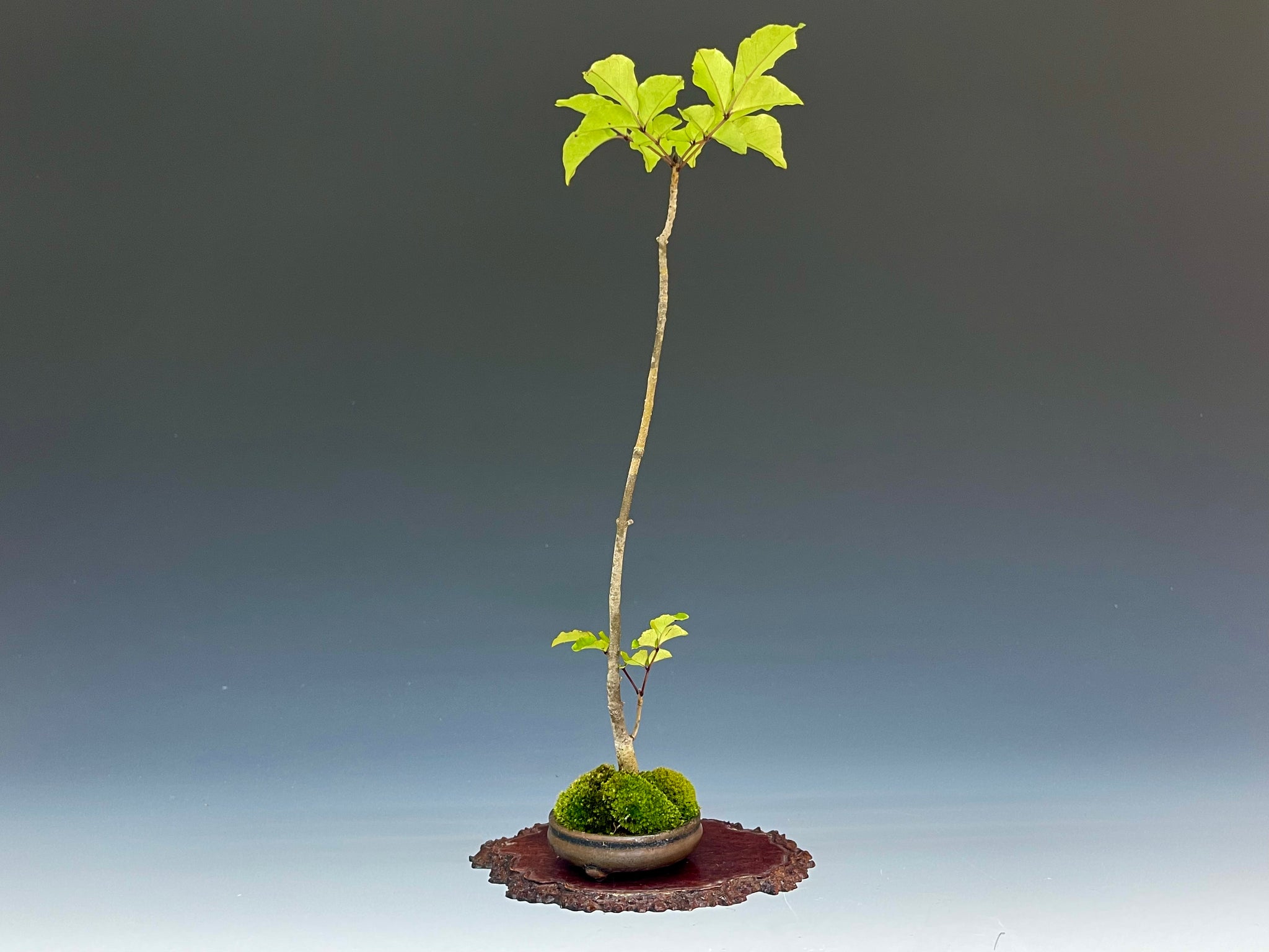 ★★★珍種ナンジャモンジャ斜幹仕立て盆栽材料＞別名一ッ葉タゴの木＞超希少小品材料★★★　　　　　 珍種ナンジャモンジャ斜幹仕立て盆栽材料＞別名一ッ葉