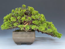 画像をギャラリービューアに読み込む, 盆栽・真柏 　Bonsai Juniper
