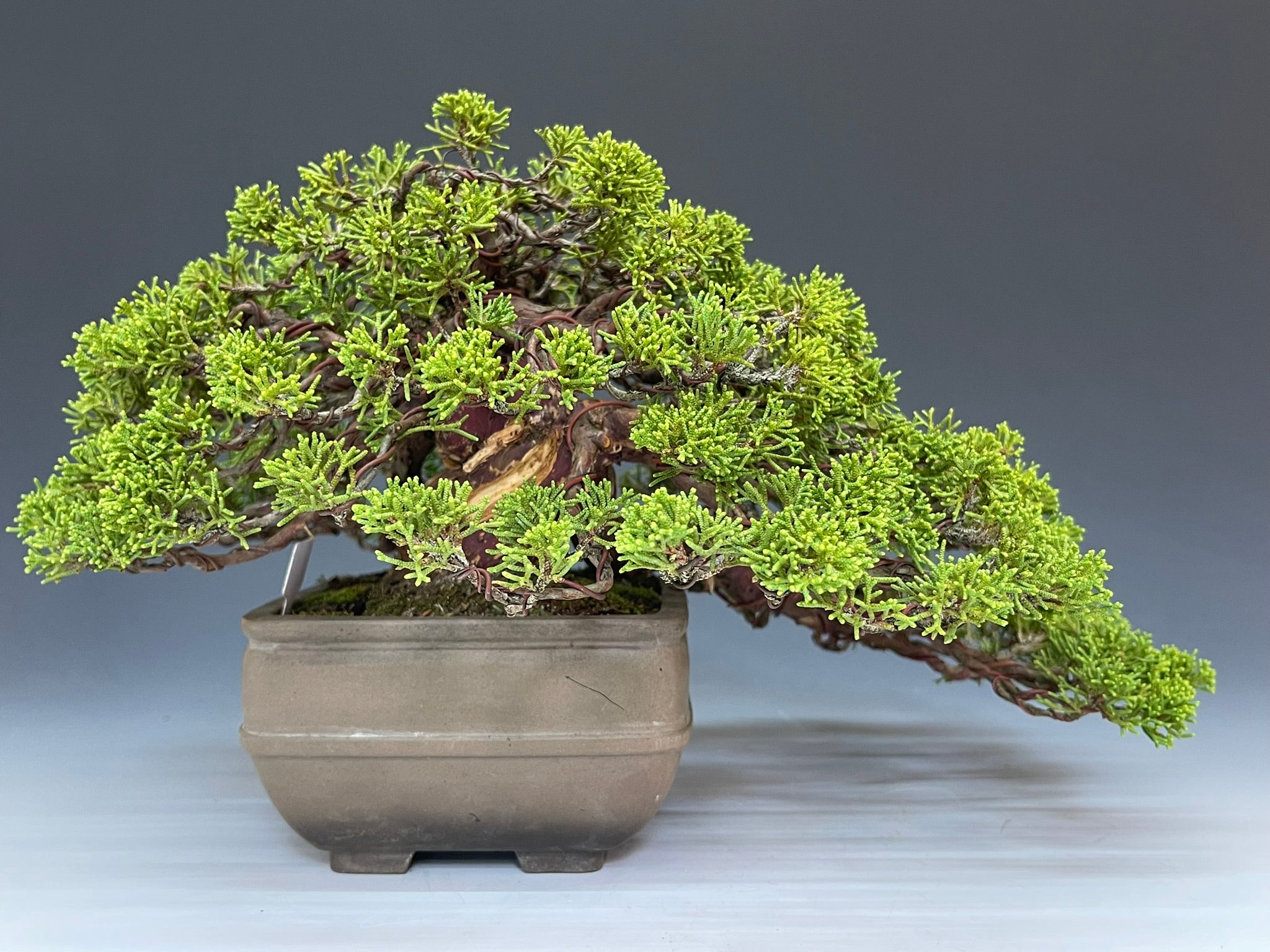 真柏　盆栽 盆栽・真柏 Bonsai Juniper – bonsailife686868