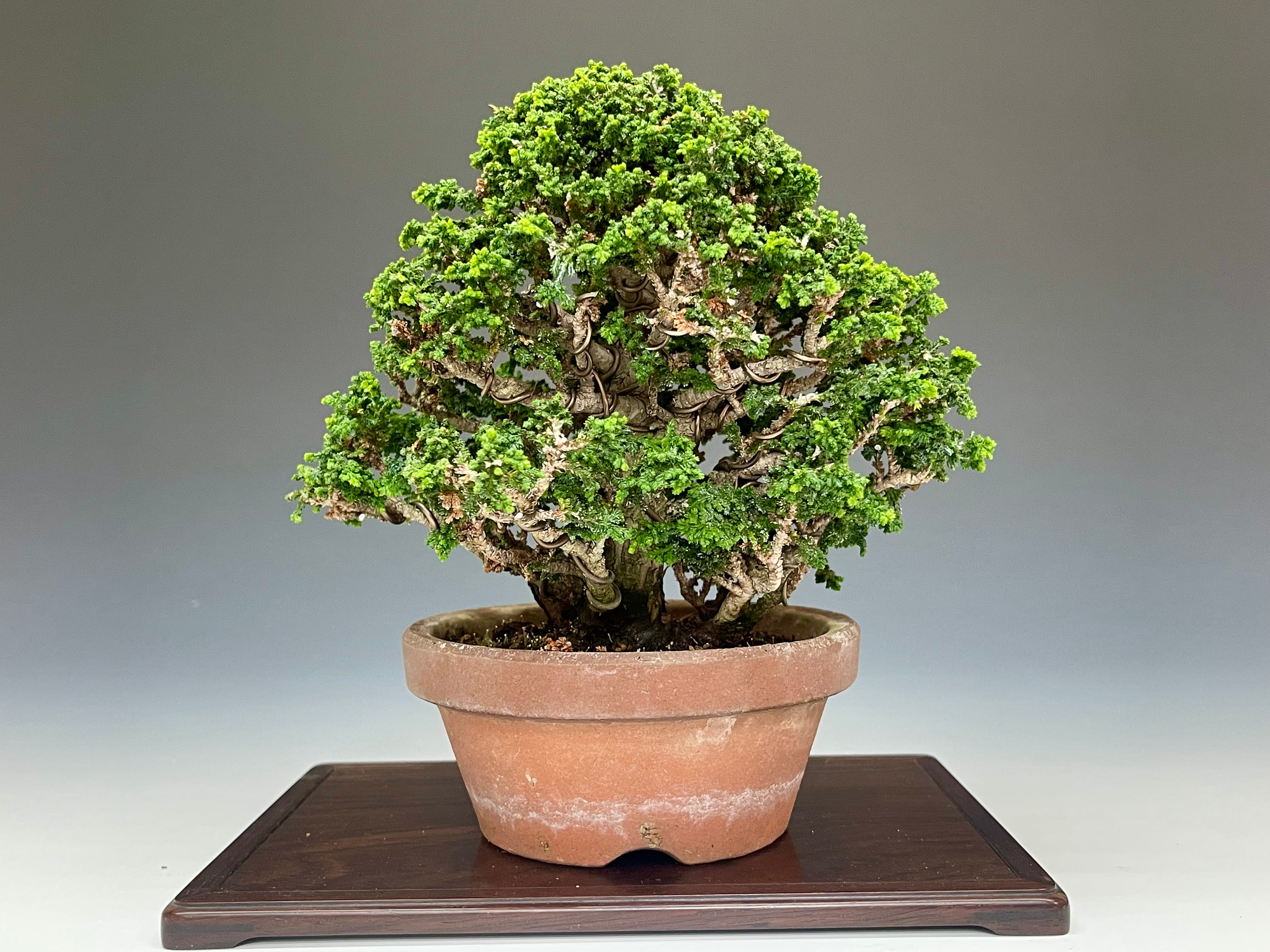 石化檜 – bonsailife686868 石化檜 – bonsailife686868