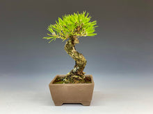 画像をギャラリービューアに読み込む, 盆栽・黒松 　Bonsai Blackpine
