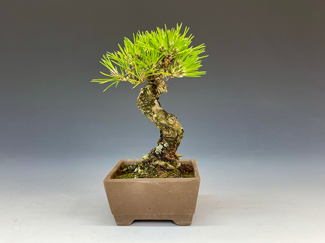 盆栽・黒松 　Bonsai Blackpine