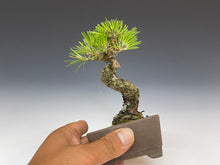 画像をギャラリービューアに読み込む, 盆栽・黒松 　Bonsai Blackpine
