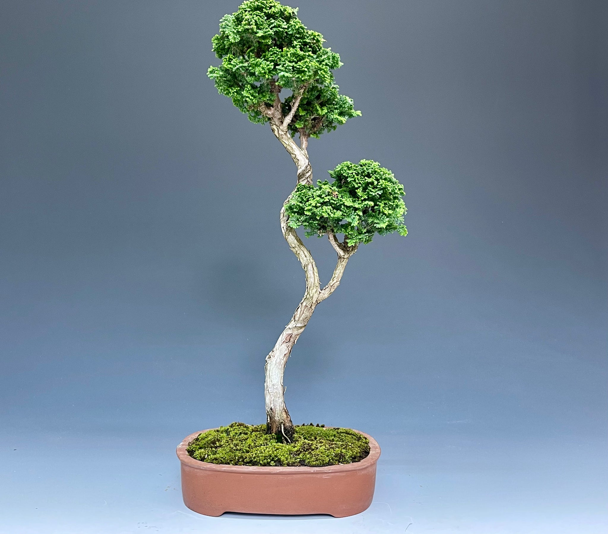 盆栽鉢 3個セット 落款登仙 盆栽・石化檜 Bonsai Japanese Cypress・Sekahinoki