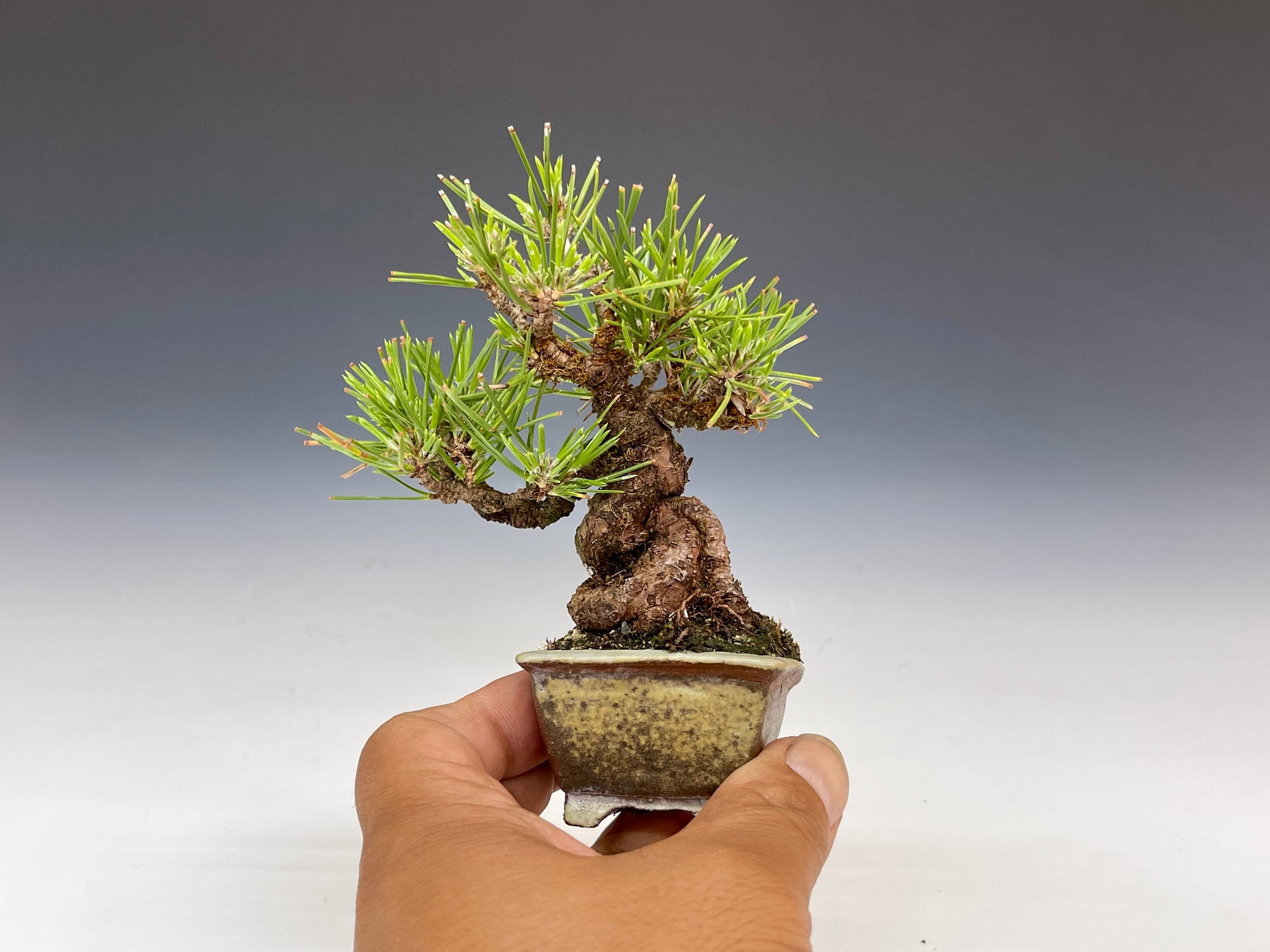 盆栽・黒松 Bonsai Blackpine – bonsailife686868