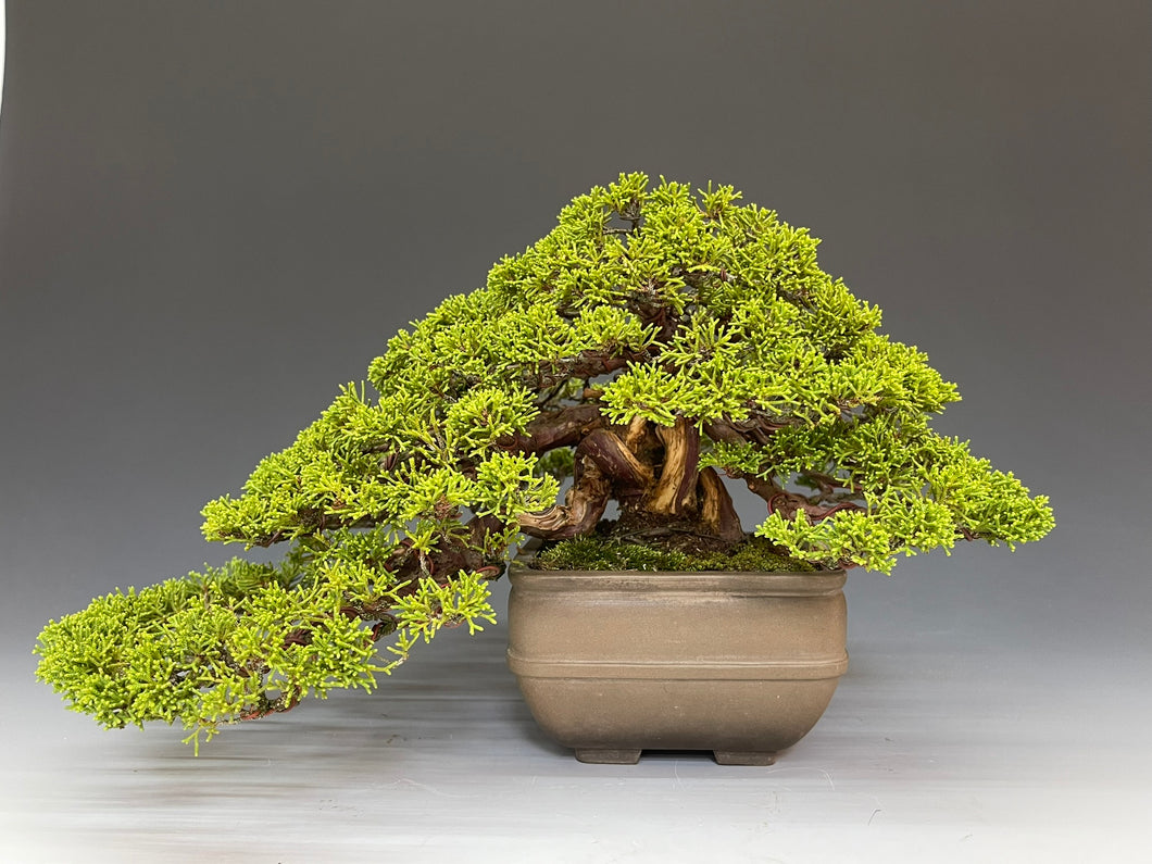 盆栽・真柏 　Bonsai Juniper