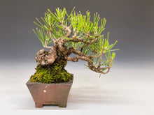 画像をギャラリービューアに読み込む, 盆栽・黒松 　Bonsai Blackpine
