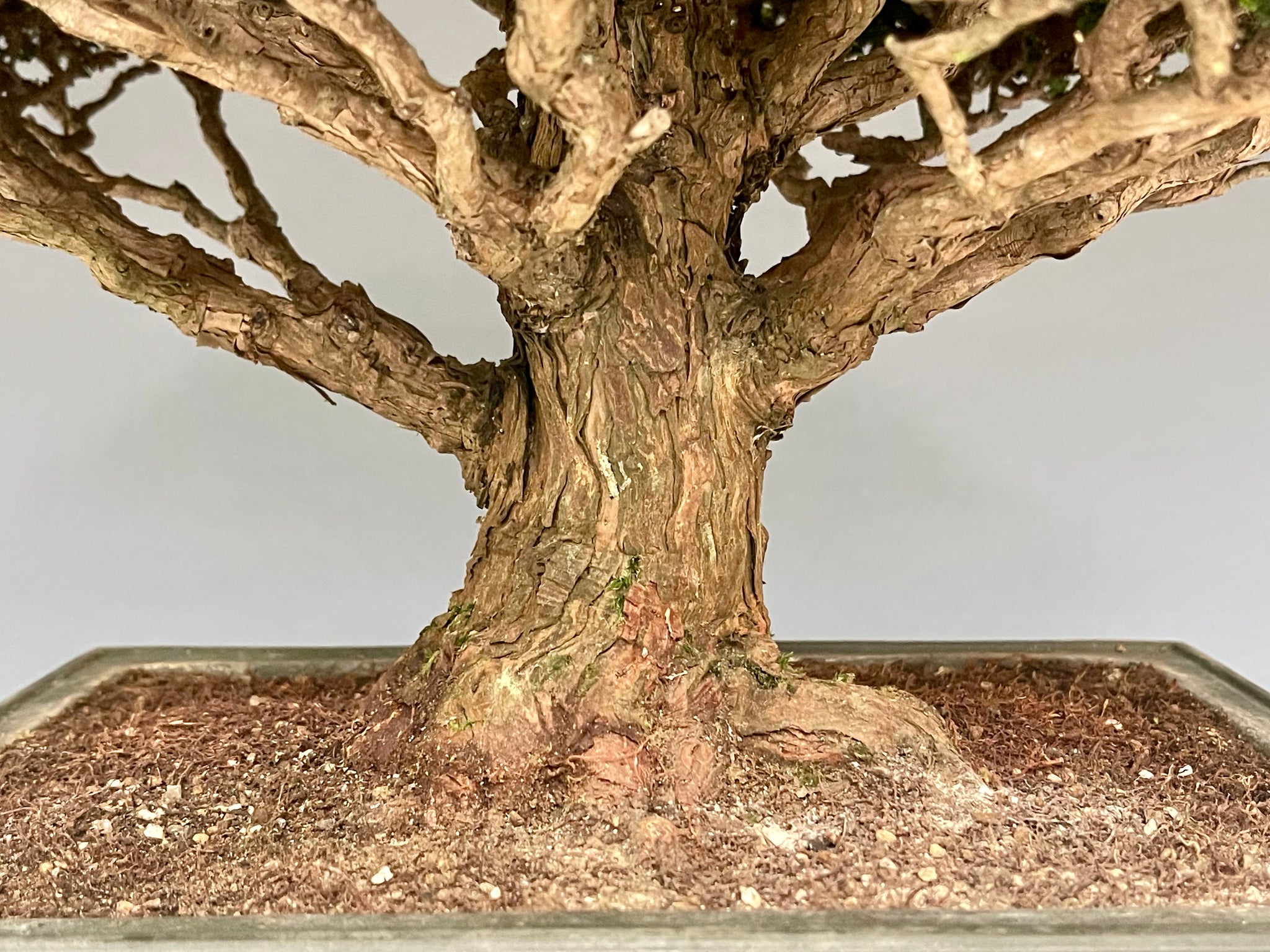 石化檜 – bonsailife686868