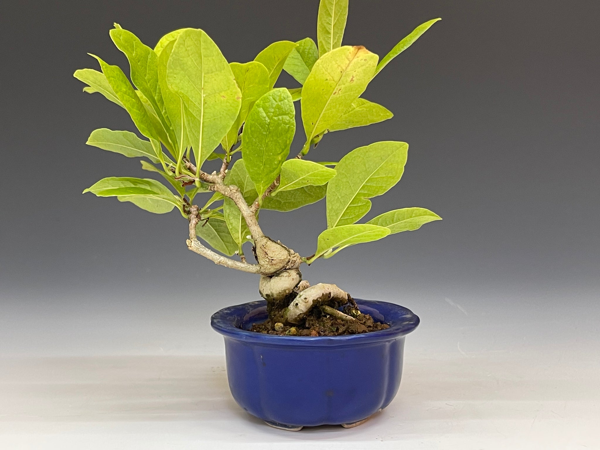 姫コブシ – bonsailife686868