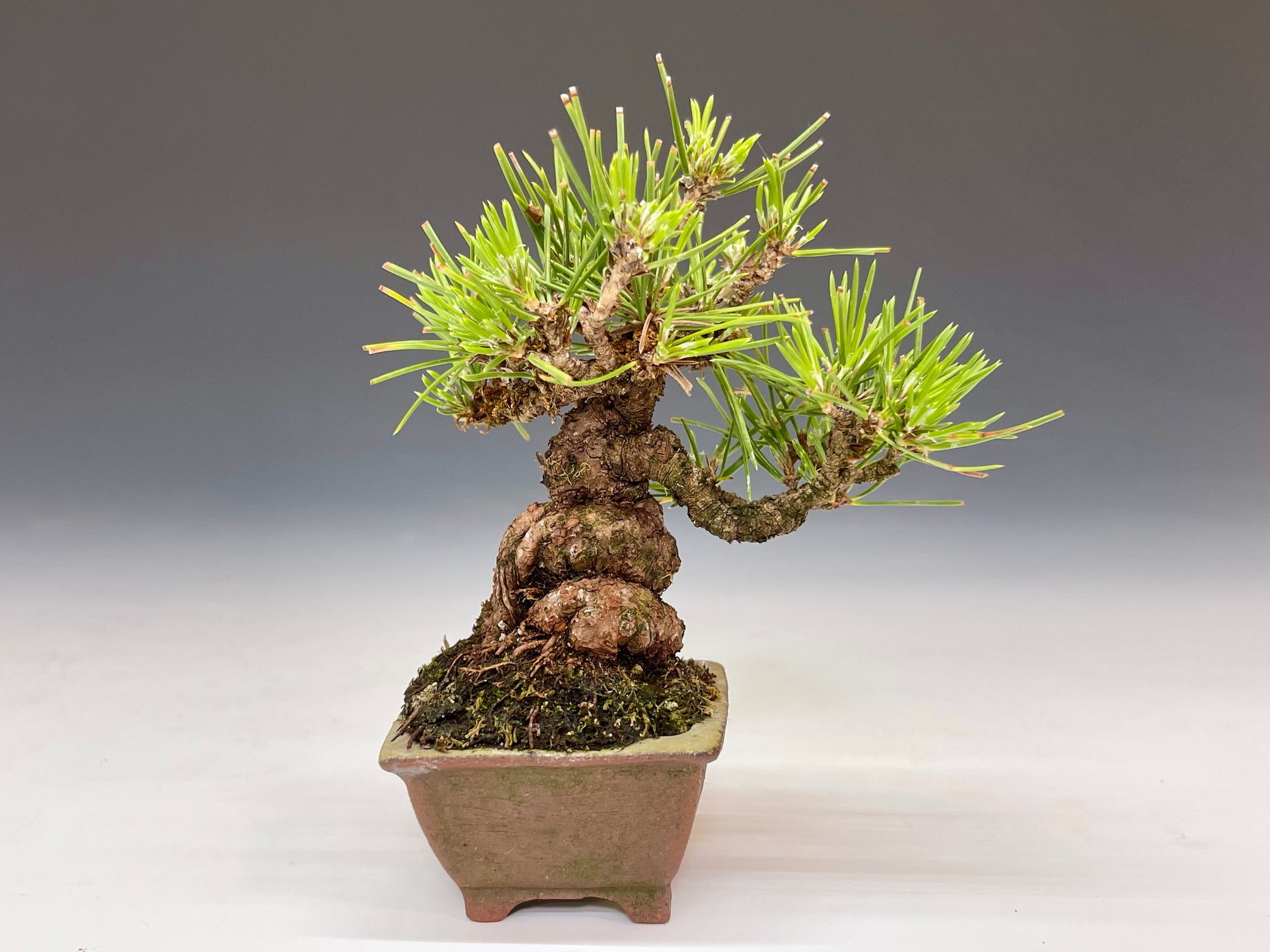 盆栽・黒松 Bonsai Blackpine – bonsailife686868