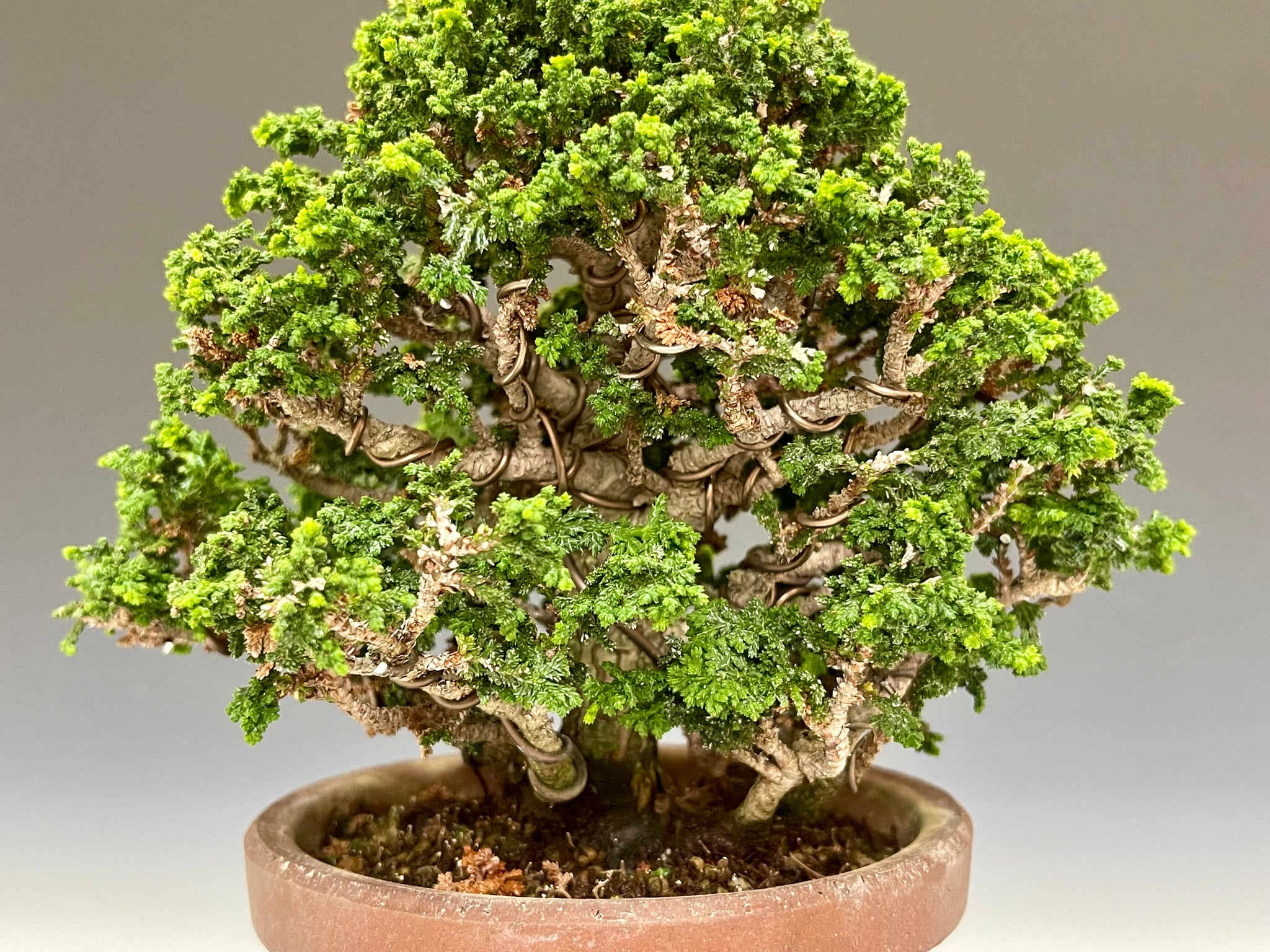 石化檜 – bonsailife686868 石化檜 – bonsailife686868