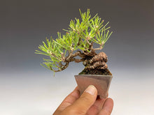 画像をギャラリービューアに読み込む, 盆栽・黒松 　Bonsai Blackpine
