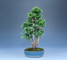 画像をギャラリービューアに読み込む, 盆栽・石化檜 　Bonsai Japanese Cypress・Sekahinoki
