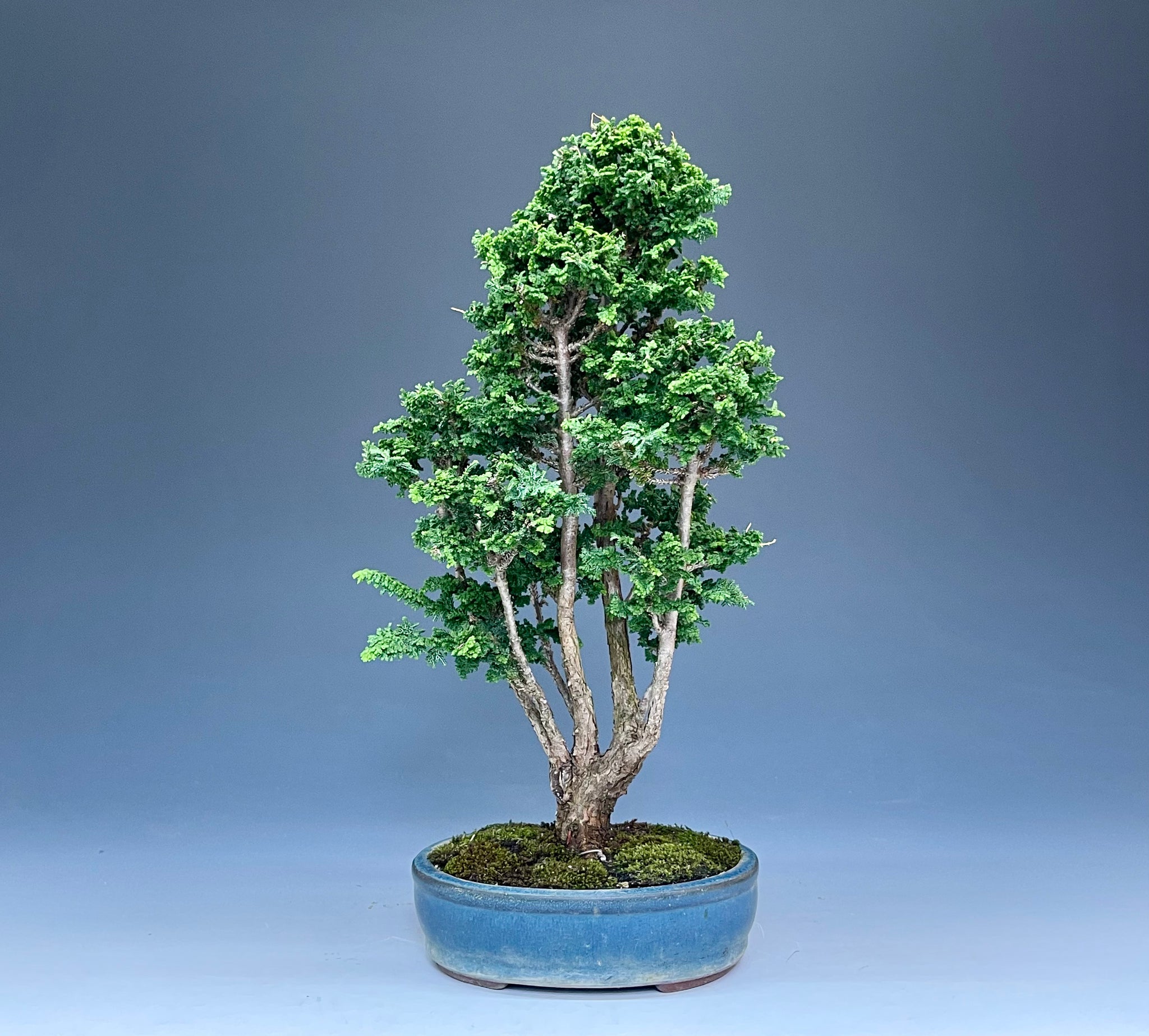 盆栽・石化檜 　Bonsai Japanese Cypress・Sekahinoki