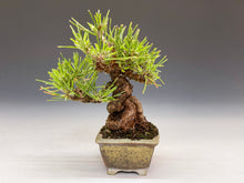 画像をギャラリービューアに読み込む, 盆栽・黒松 　Bonsai Blackpine
