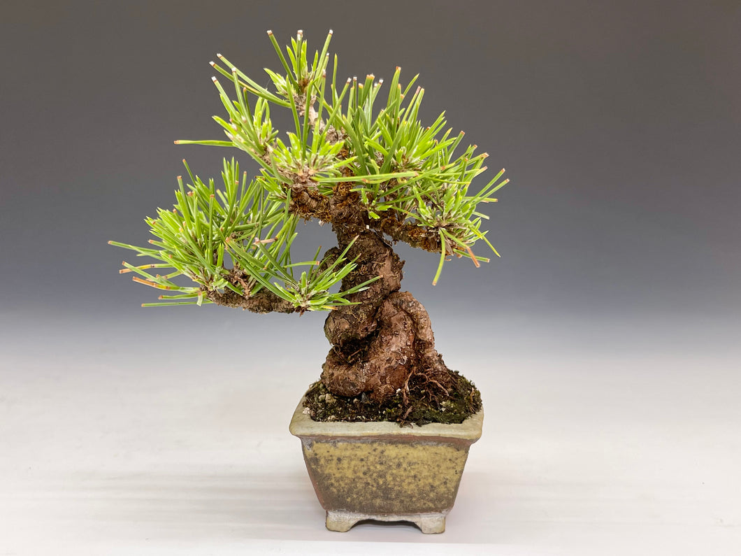 盆栽・黒松 　Bonsai Blackpine