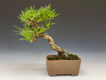 画像をギャラリービューアに読み込む, 盆栽・黒松　　Bonsai Blackpine
