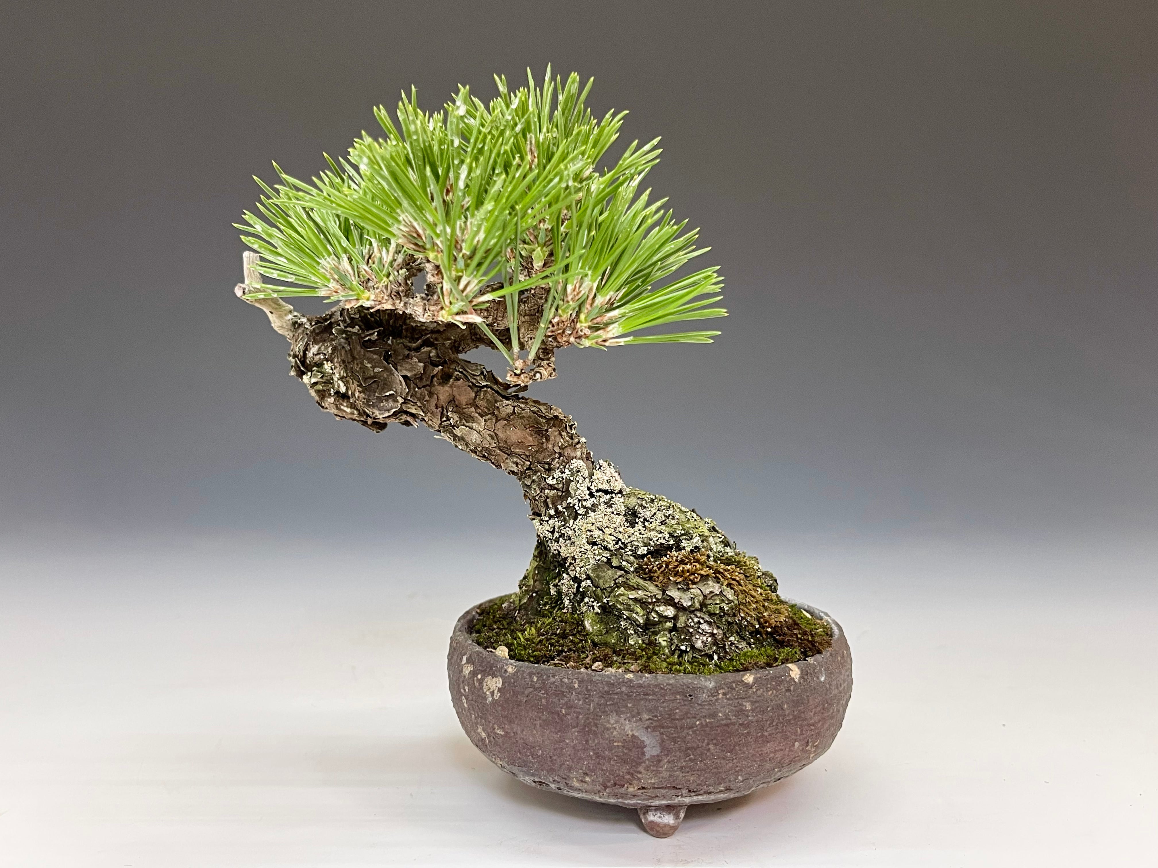 タイムセール⭕️ 実生65年 黒松盆栽 送料無料 BONSAI 盆栽 インテリア 盆栽 松 黒松 千寿丸 ミニ 室内 初心者 ギフト おしゃれ 植物