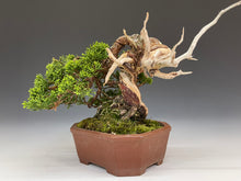 画像をギャラリービューアに読み込む, 盆栽・真柏 　Bonsai Juniper
