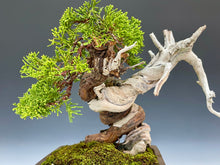 画像をギャラリービューアに読み込む, 盆栽・真柏 　Bonsai Juniper
