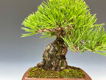 画像をギャラリービューアに読み込む, 盆栽・黒松 　Bonsai Blackpine
