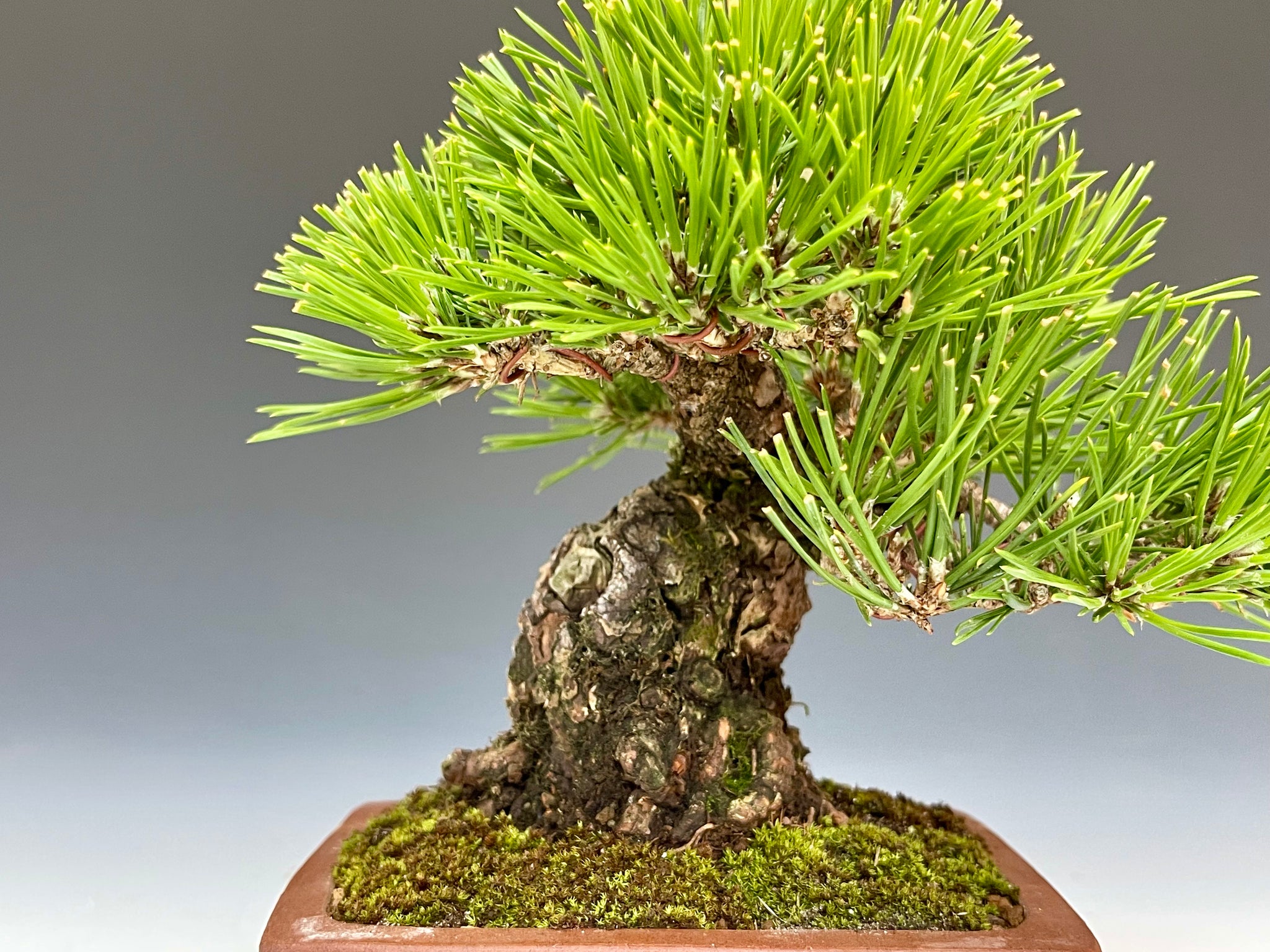 盆栽・黒松 Bonsai Blackpine – bonsailife686868