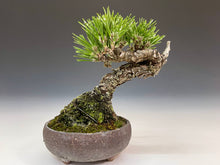 画像をギャラリービューアに読み込む, 盆栽・黒松　 　Bonsai Blackpine
