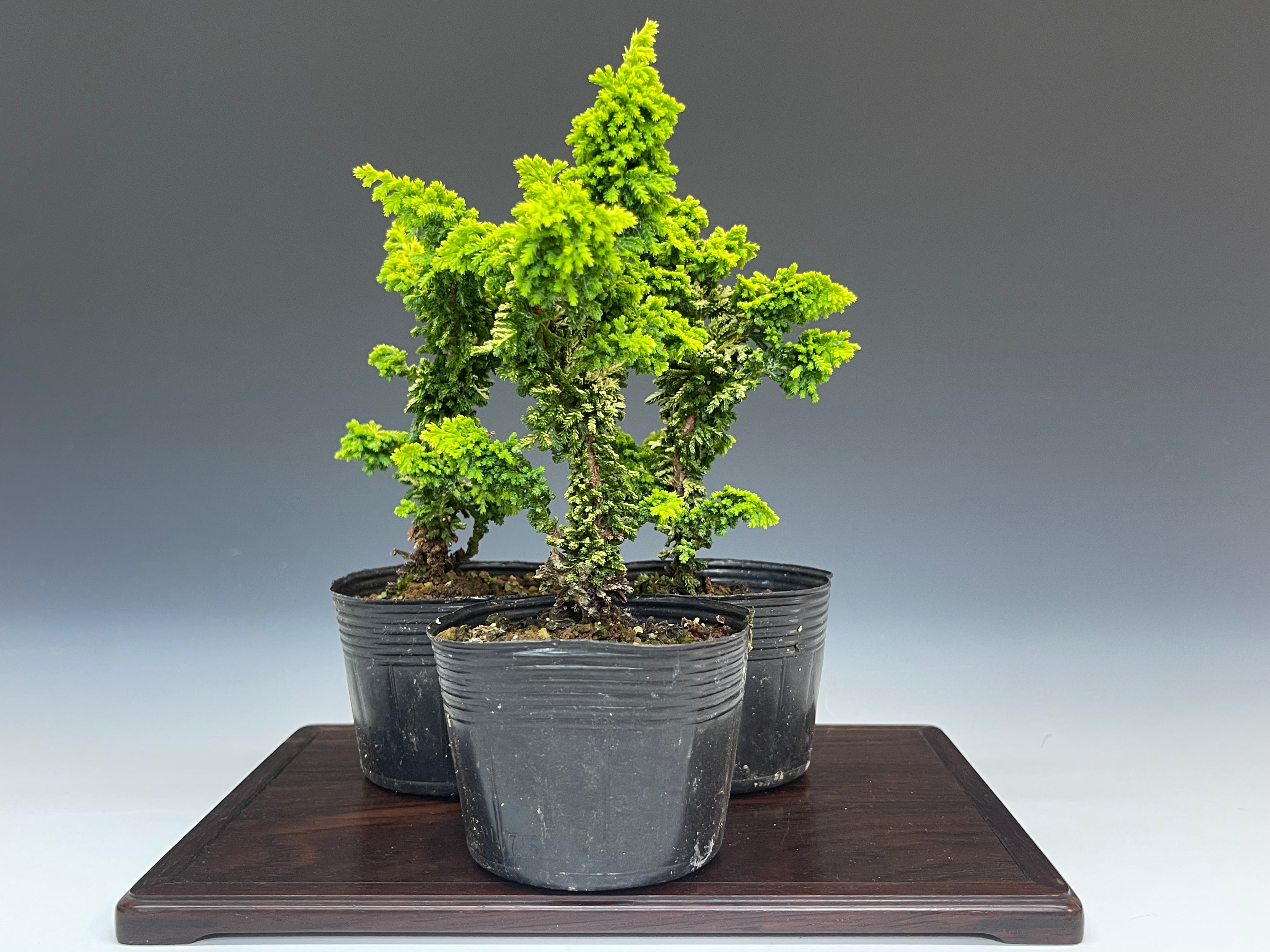 石化檜 石化檜 （金芽性） – bonsailife686868