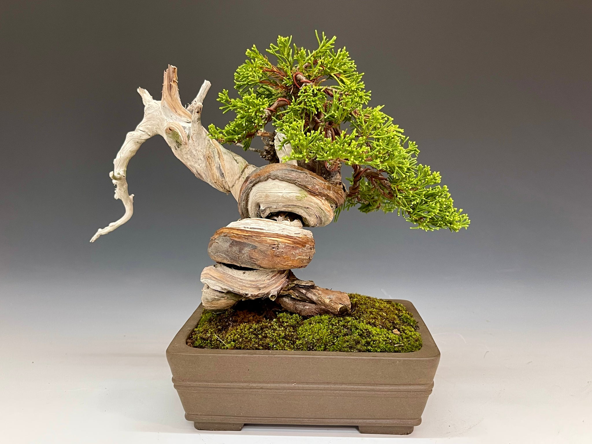 盆栽 真柏 極上 曲がり型盆栽 陶器鉢 極上 真柏✨盆栽 陶器鉢 太幹 真 盆栽 真柏 極上 曲がり型盆栽 陶器鉢 極上 真柏✨盆栽 陶器鉢 太幹 真